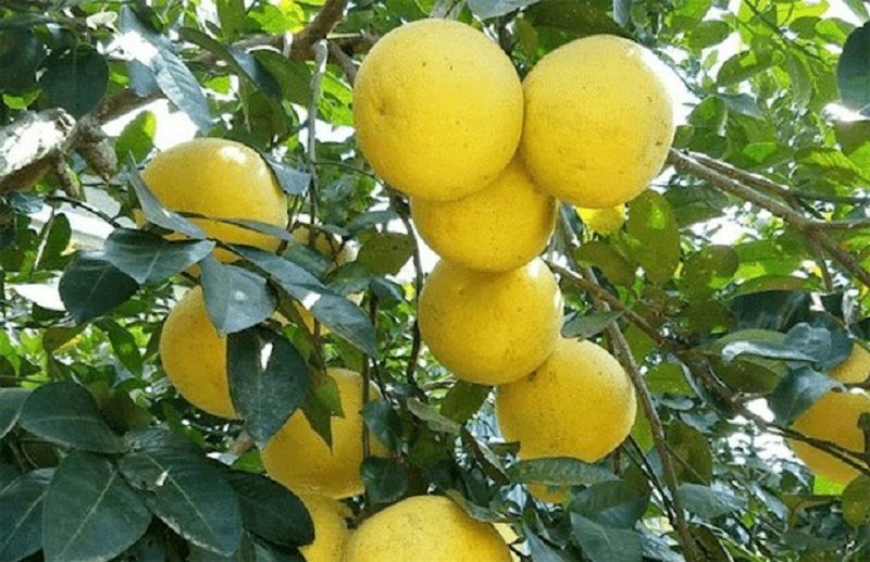 Khởi nghiệp Hà Tĩnh - Bưởi Phúc Trạch